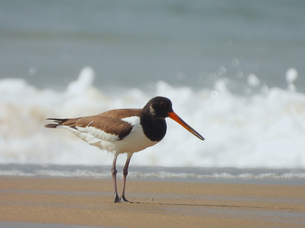 Eurasian Oystercatcher - ML641499974
