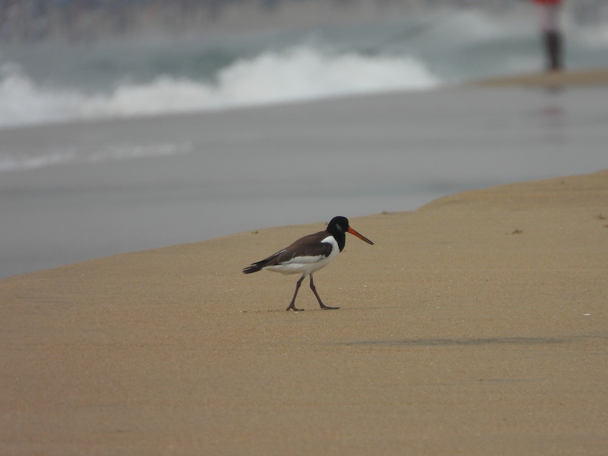 Eurasian Oystercatcher - ML641499975