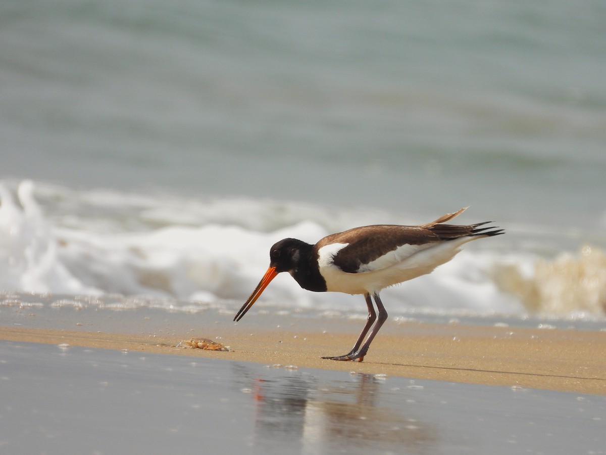 Eurasian Oystercatcher - ML641499976