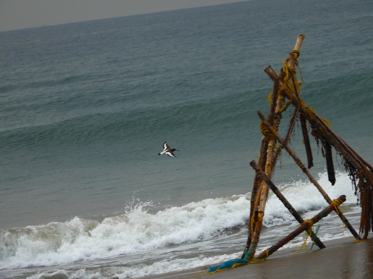 Eurasian Oystercatcher - ML641499977