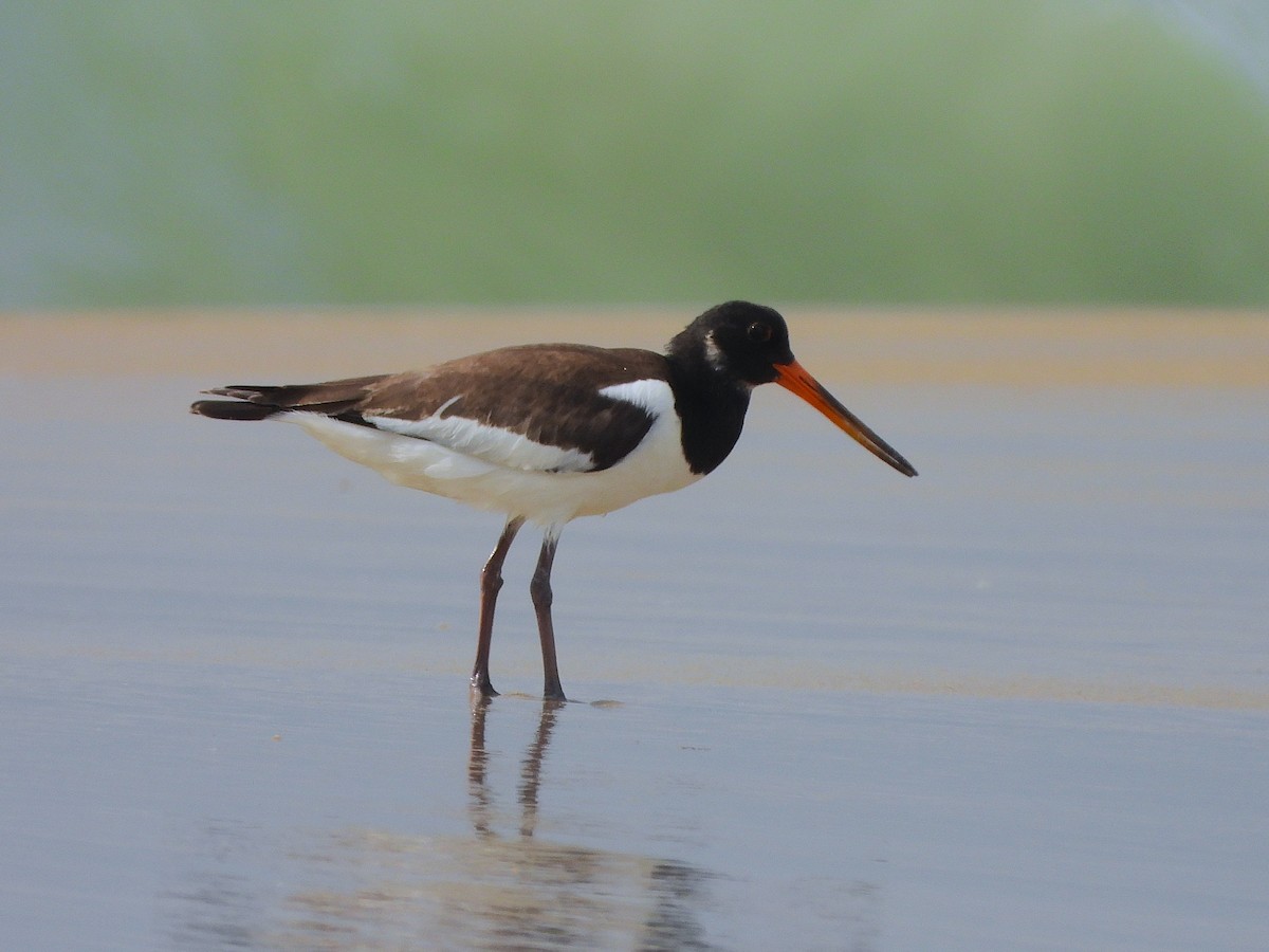 Eurasian Oystercatcher - ML641499978
