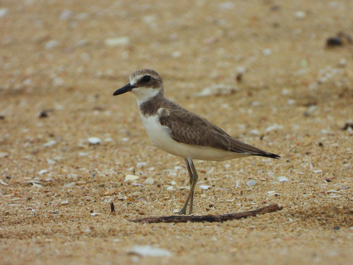 Greater Sand-Plover - ML641499988