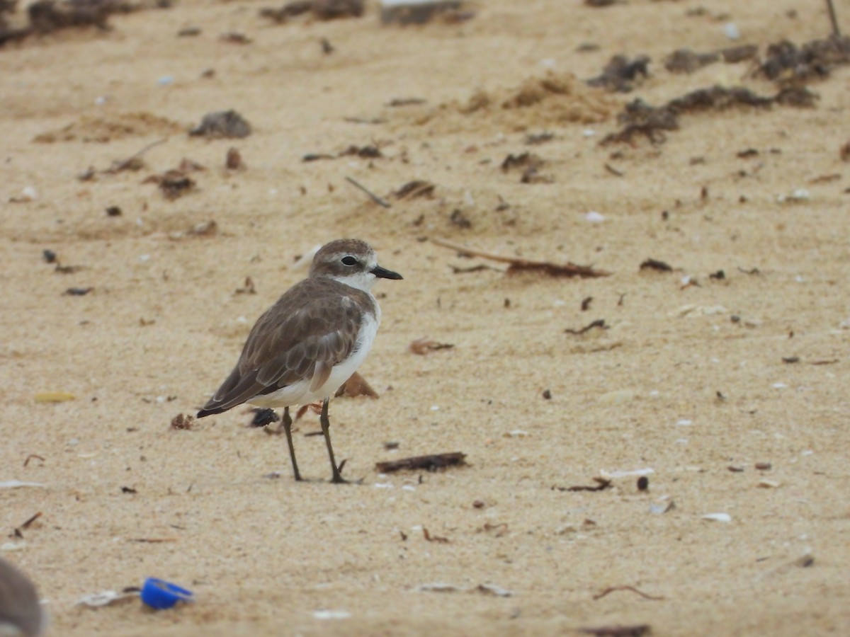 Kentish Plover - ML641499995