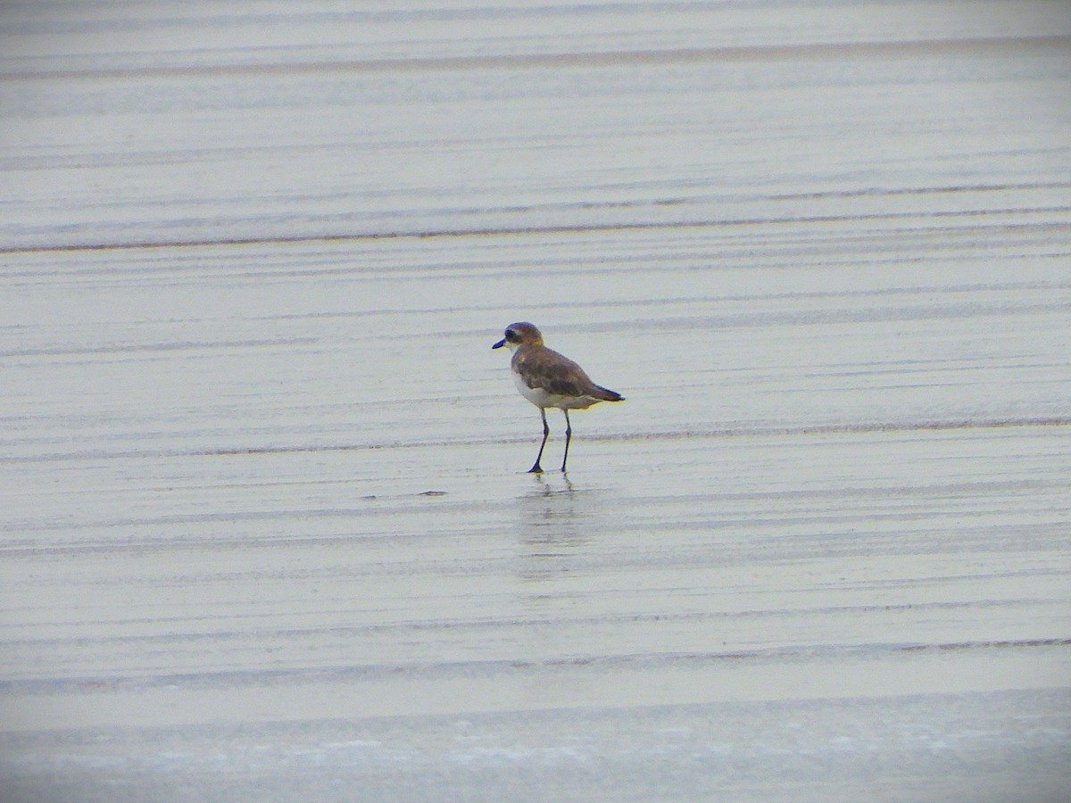 Kentish Plover - ML641499996