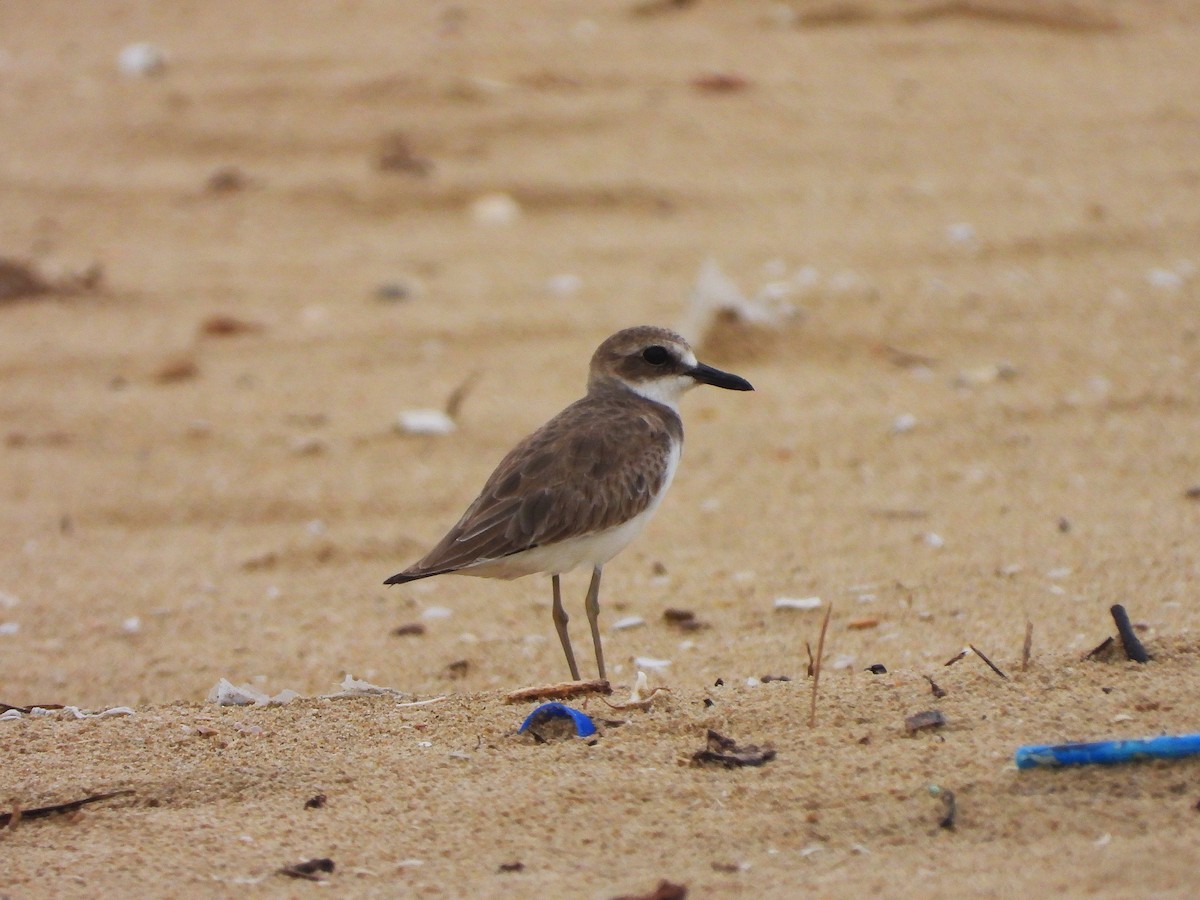 Greater Sand-Plover - ML641499997