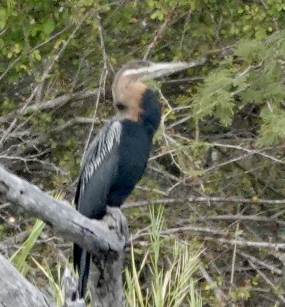 African Darter - ML641500035