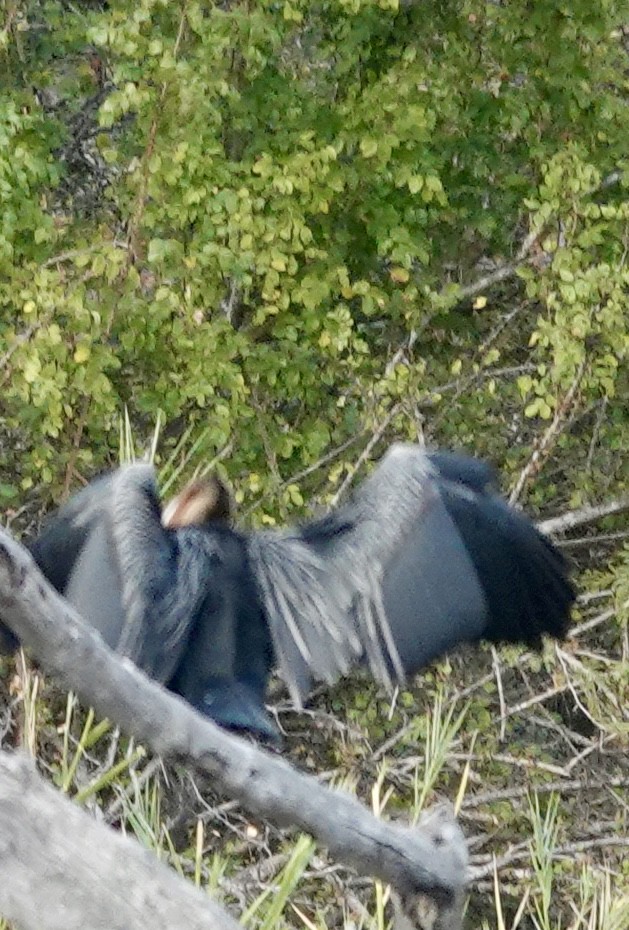 African Darter - ML641500038