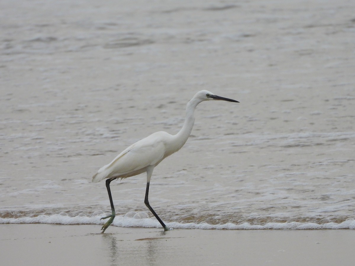 Little Egret - ML641500047
