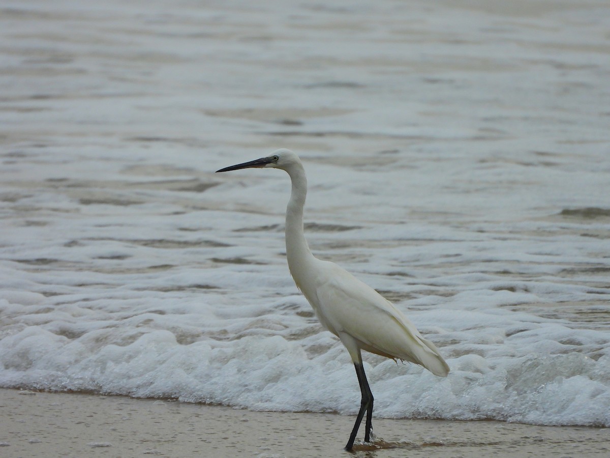 Little Egret - ML641500048