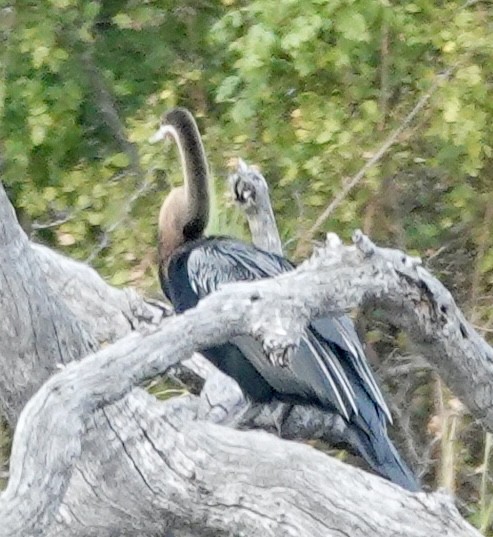 African Darter - ML641500051