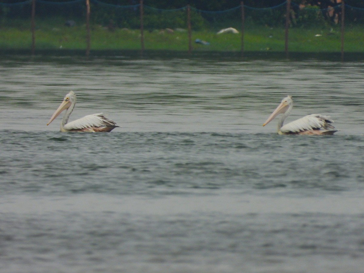 Spot-billed Pelican - ML641500064