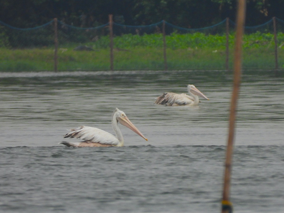 Spot-billed Pelican - ML641500065