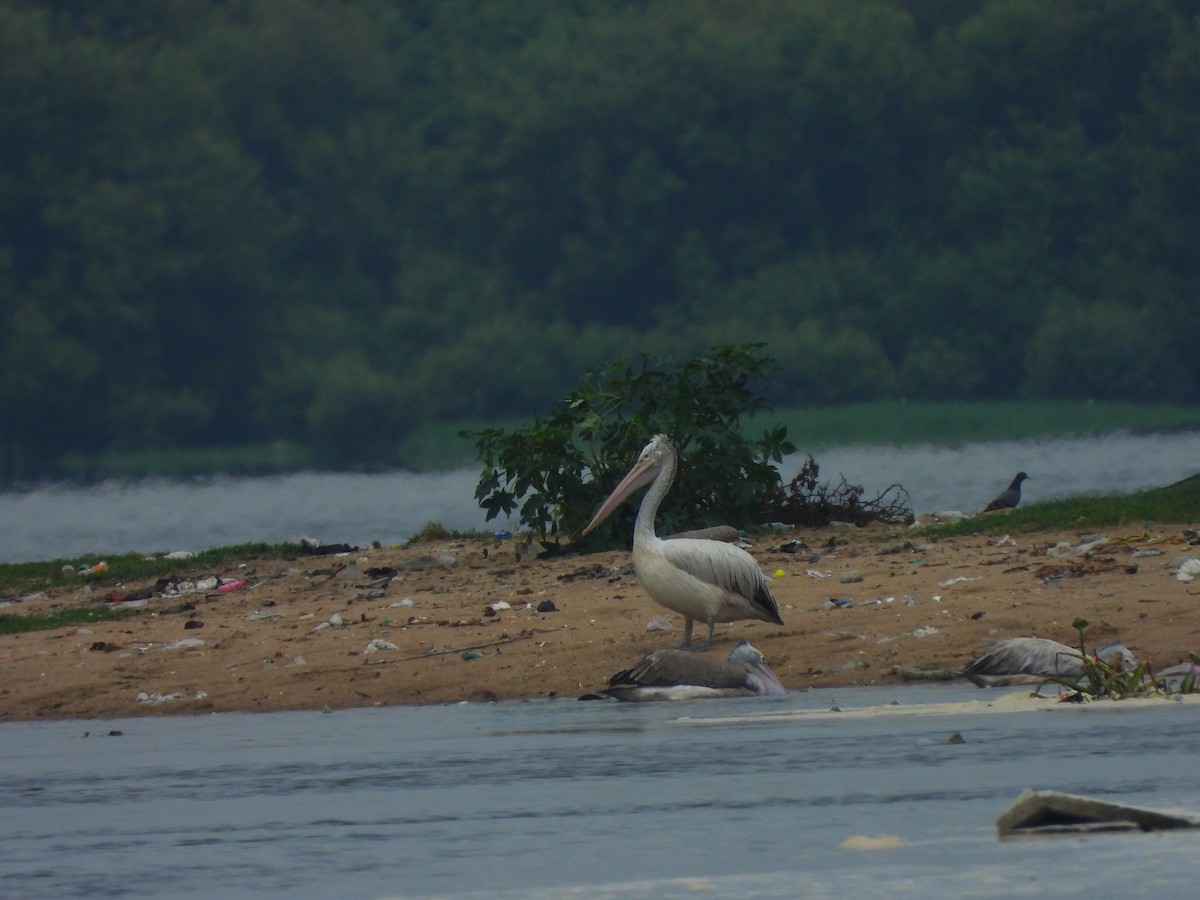 Spot-billed Pelican - ML641500066