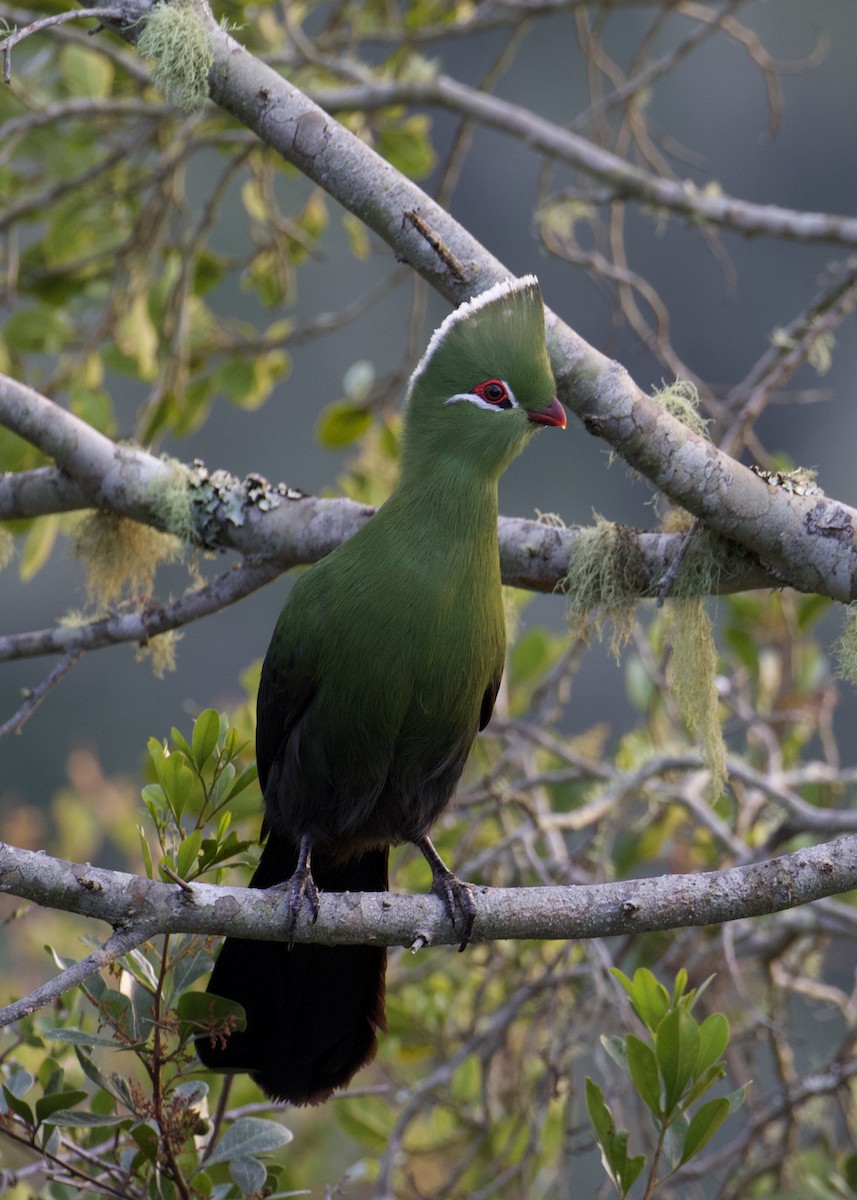 Knysna Turaco (Southern) - ML641500127