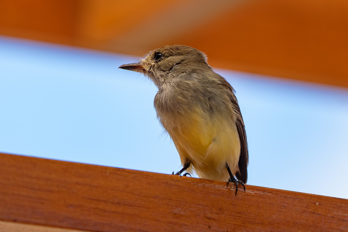 Galapagos Flycatcher - ML641500134