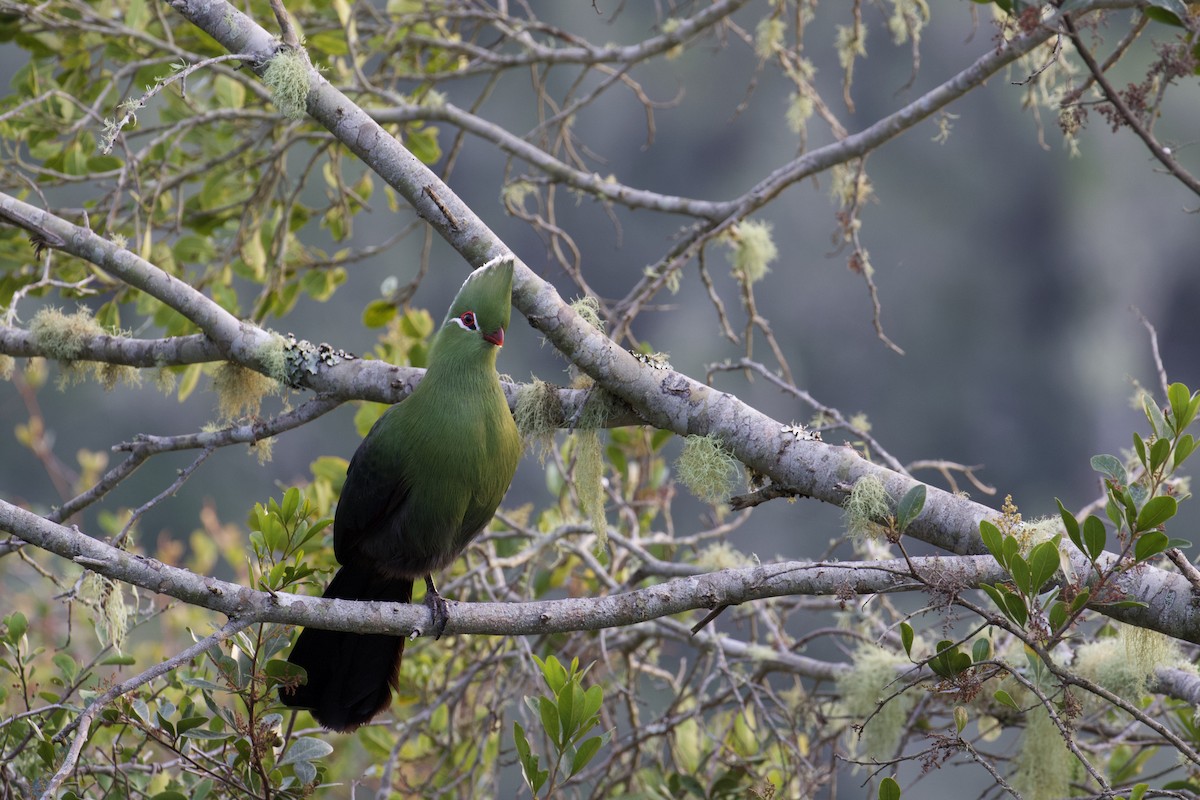 Knysna Turaco (Southern) - ML641500135