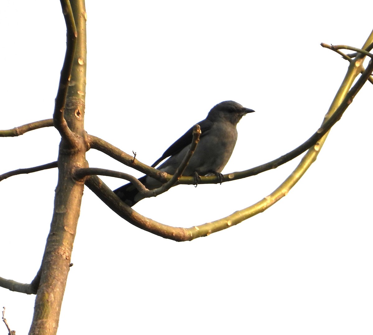 Black-winged Cuckooshrike - ML641500146