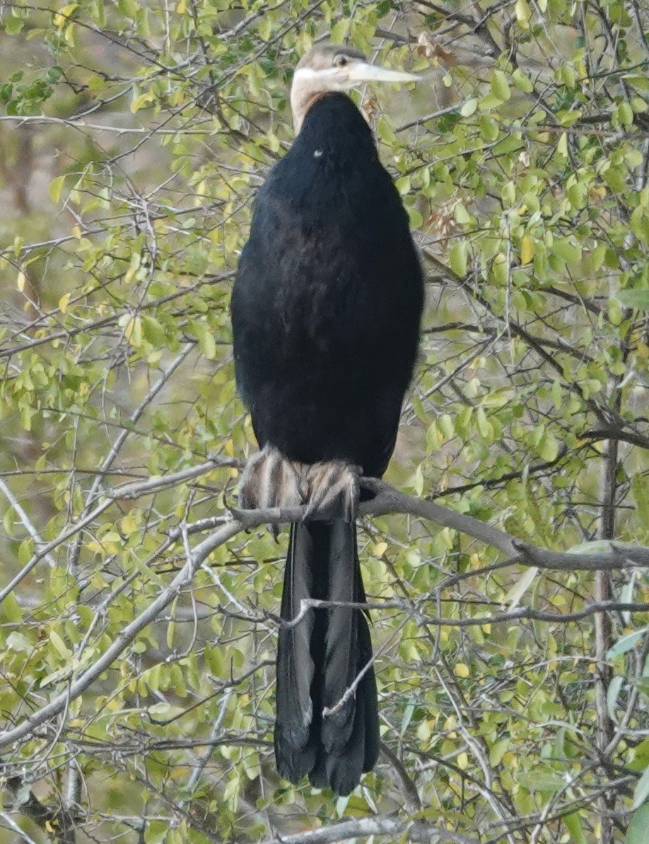 African Darter - ML641500147