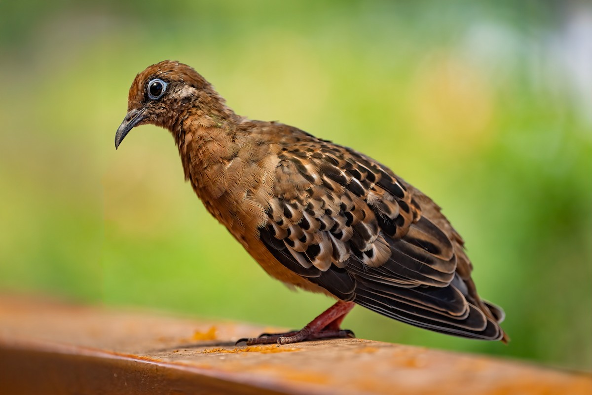 Galapagos Dove - ML641500151