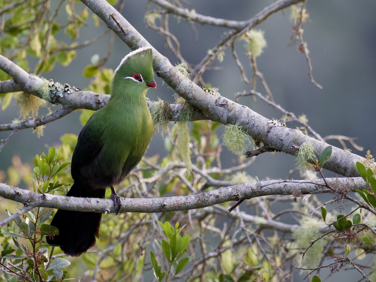 Knysna Turaco (Southern) - ML641500164