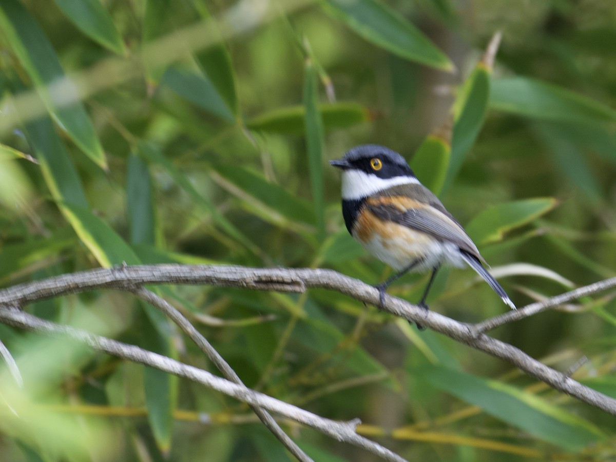 Cape Batis (Cape) - ML641500213