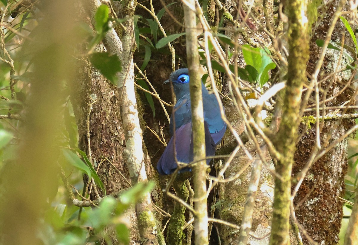 Blue Coua - ML641500231