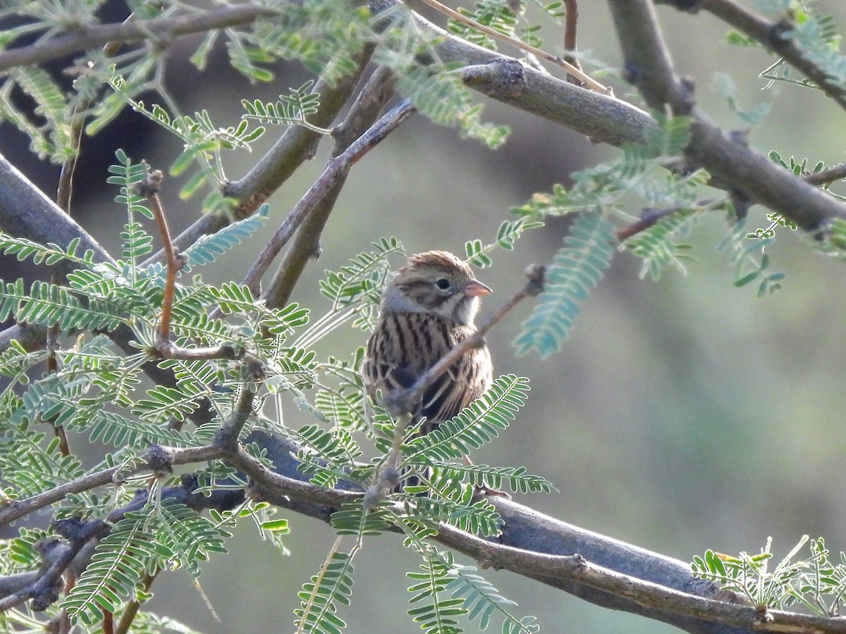 Brewer's Sparrow - ML641500262