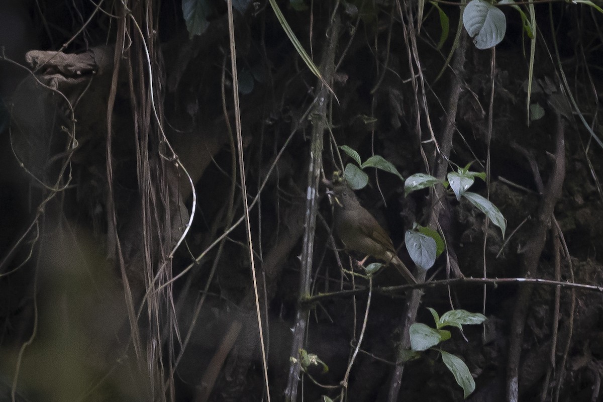 Yellow-whiskered Greenbul - ML641500269