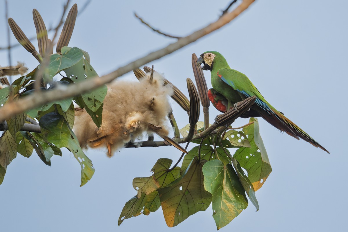 Chestnut-fronted Macaw - ML641500287