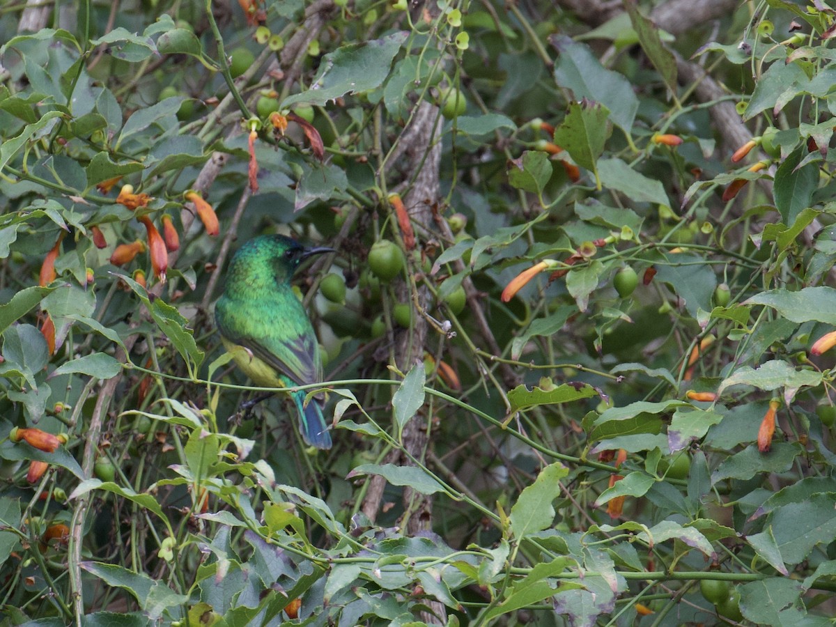 Collared Sunbird - ML641500309