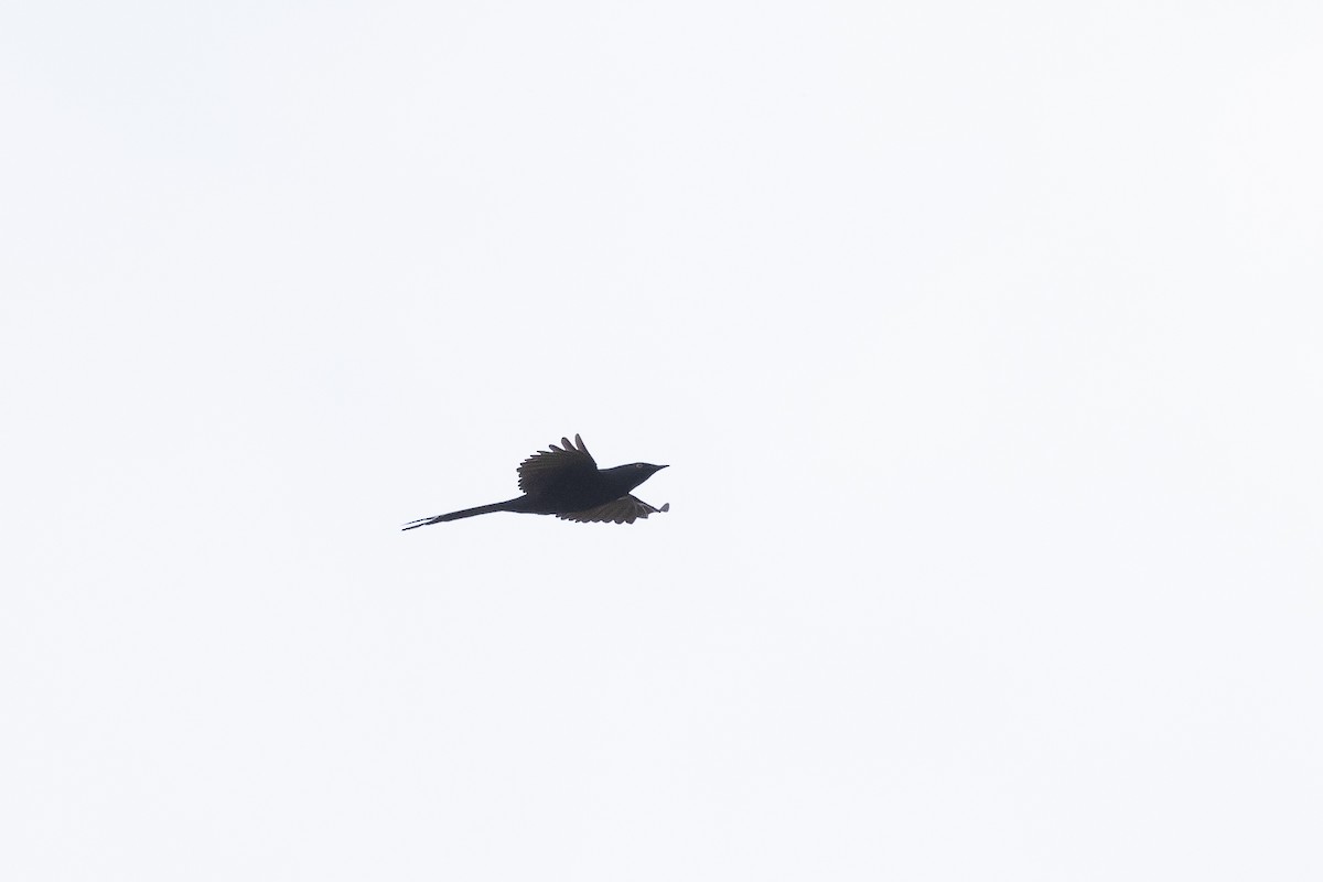 Narrow-tailed Starling - ML641500345