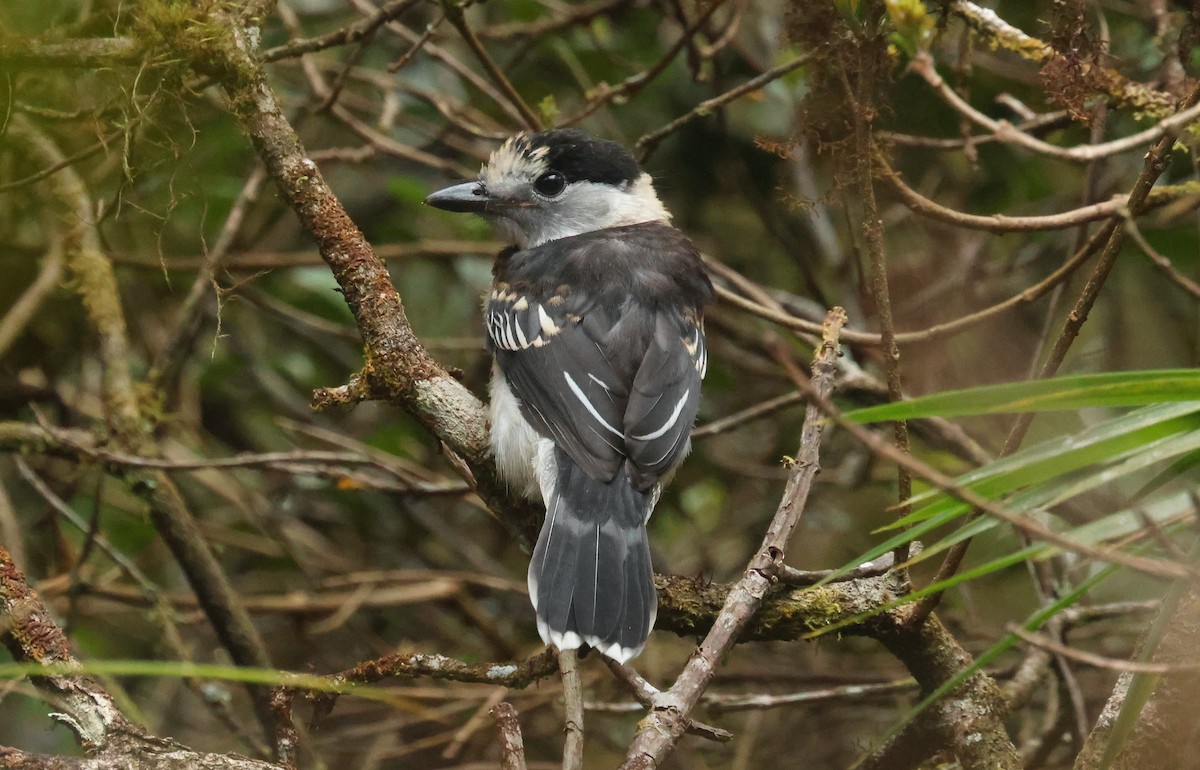 Hook-billed Vanga - ML641500352