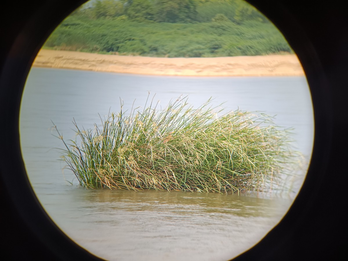 Cinnamon Bittern - ML641500371