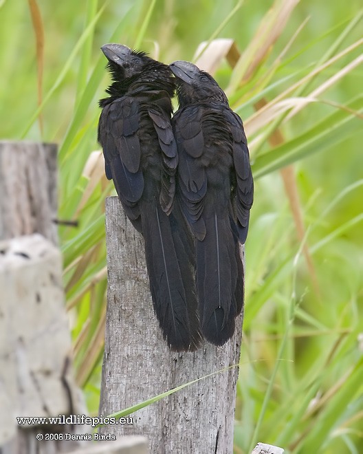 Smooth-billed Ani - ML641500387