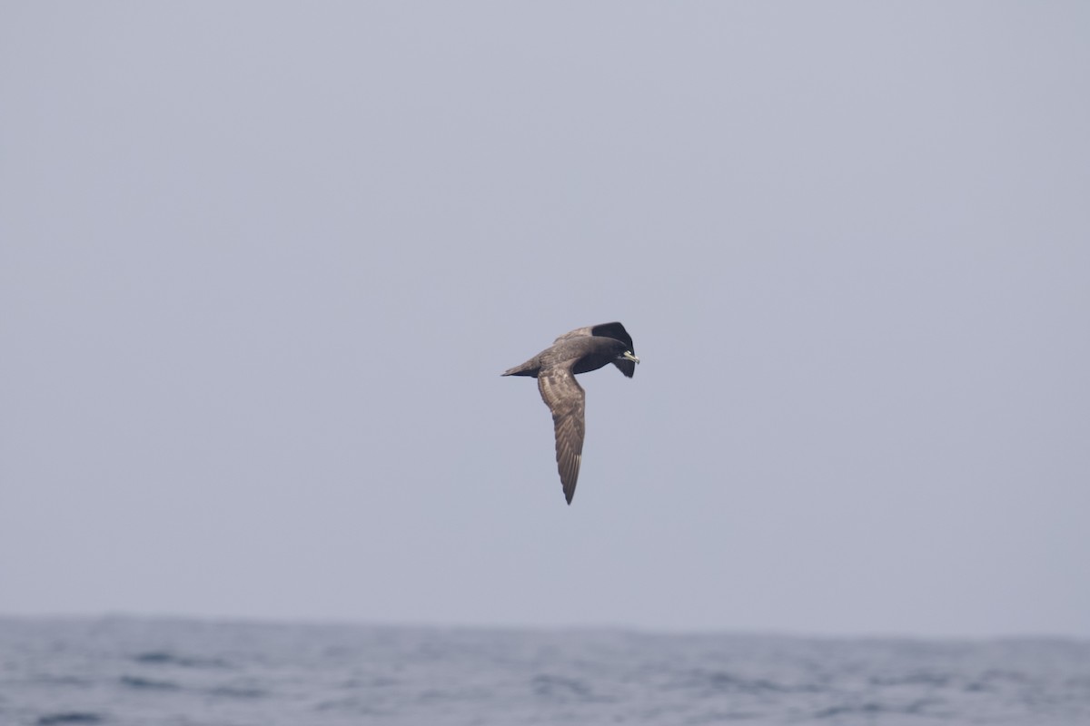 White-chinned Petrel - ML641500434
