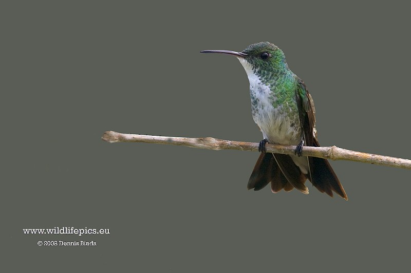 Plain-bellied Emerald - ML641500445