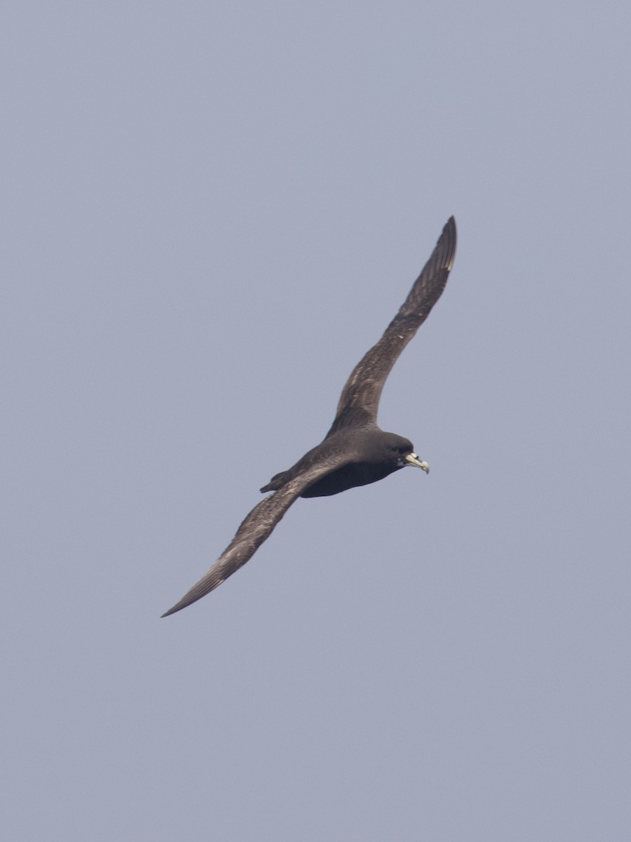 White-chinned Petrel - ML641500466