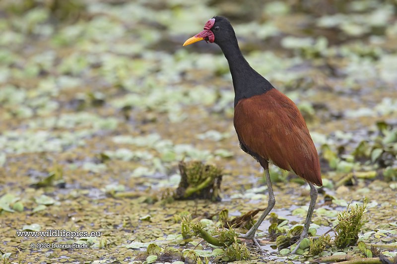 Wattled Jacana - ML641500484