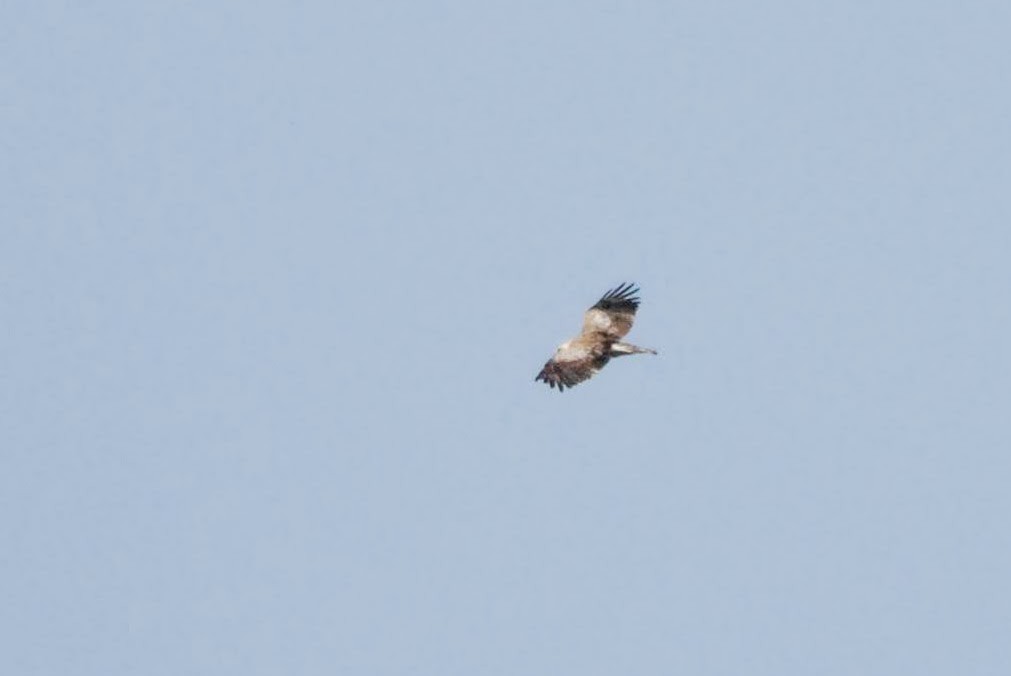 Short-toed Snake-Eagle - ML641500488
