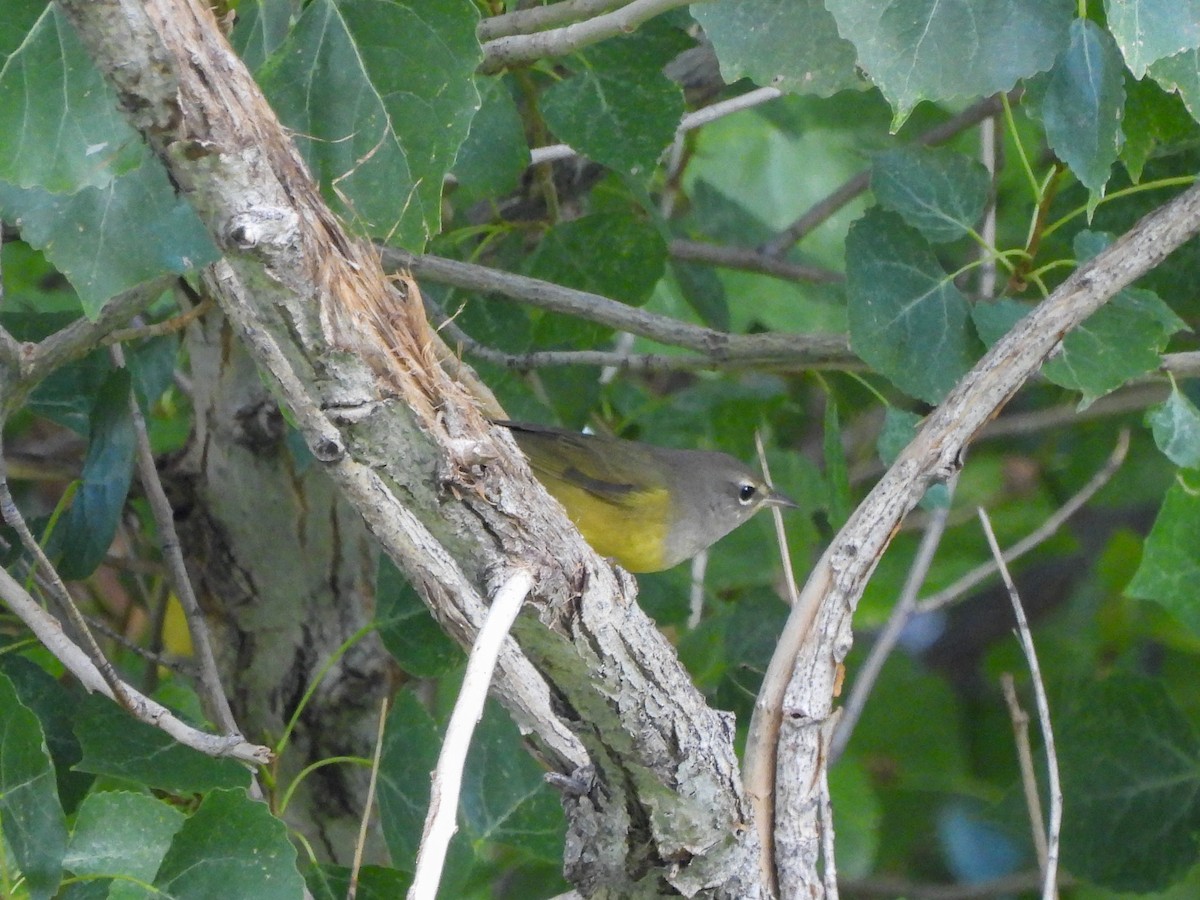 MacGillivray's Warbler - ML641500490