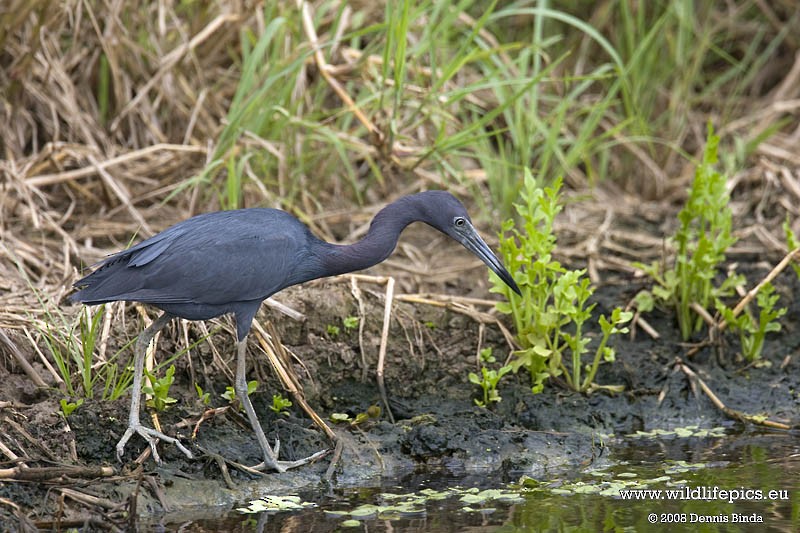 Little Blue Heron - ML641500525