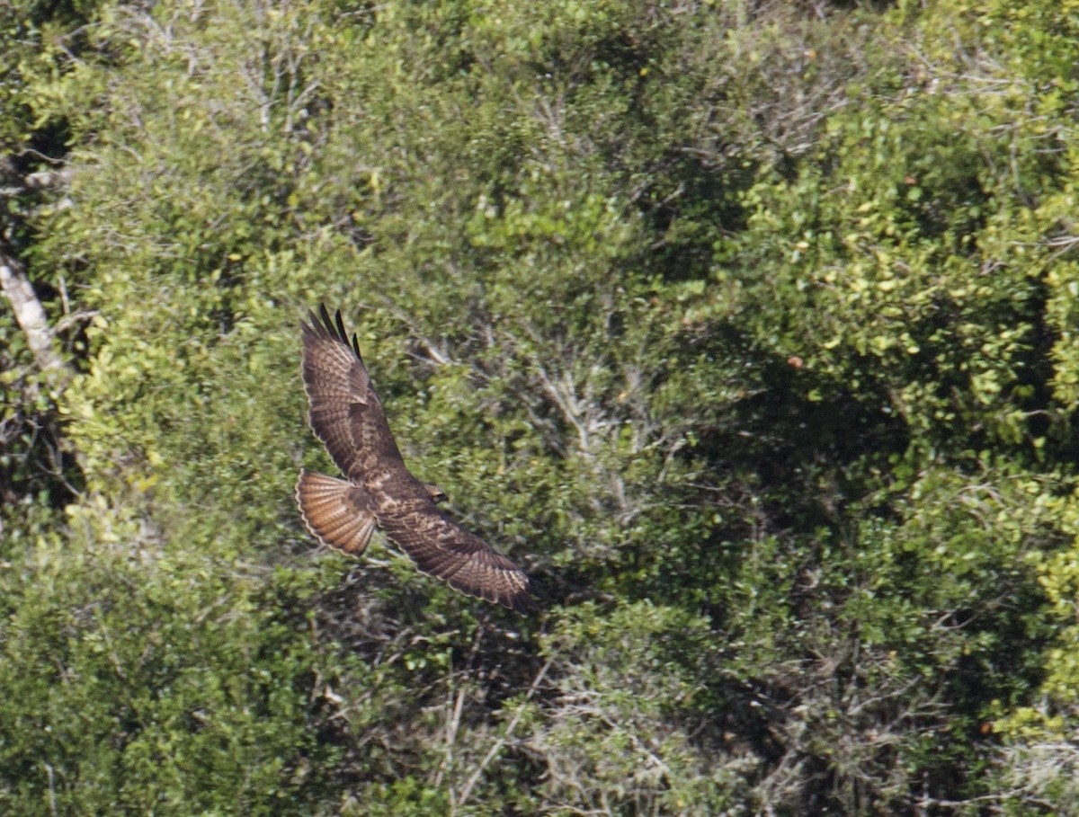 Common Buzzard (Steppe) - ML641500536