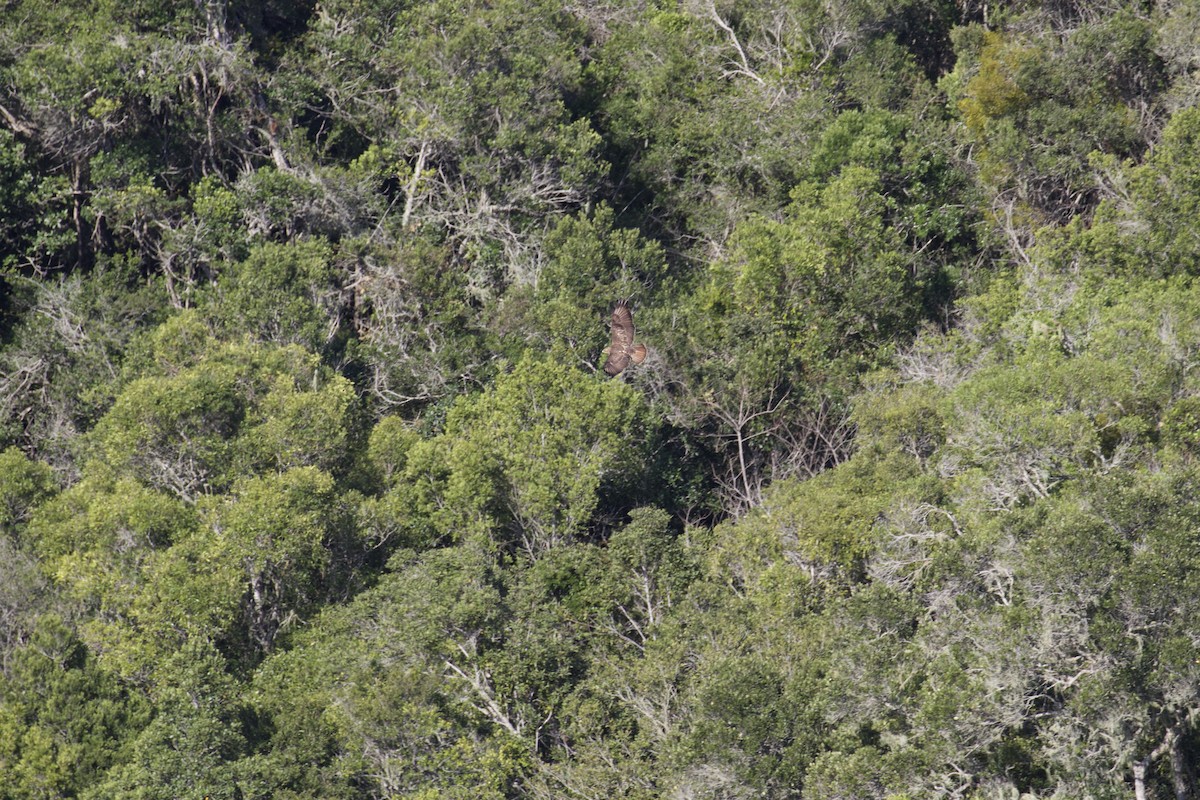 Common Buzzard (Steppe) - ML641500544