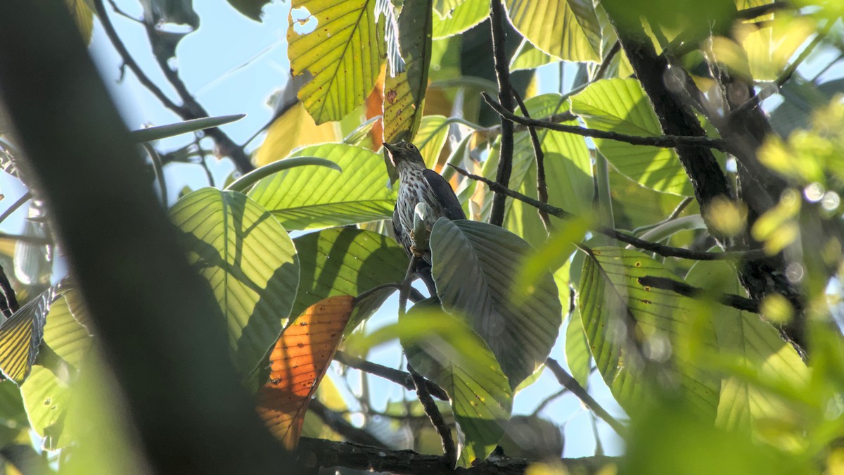 Hodgson's Hawk-Cuckoo - ML641500549