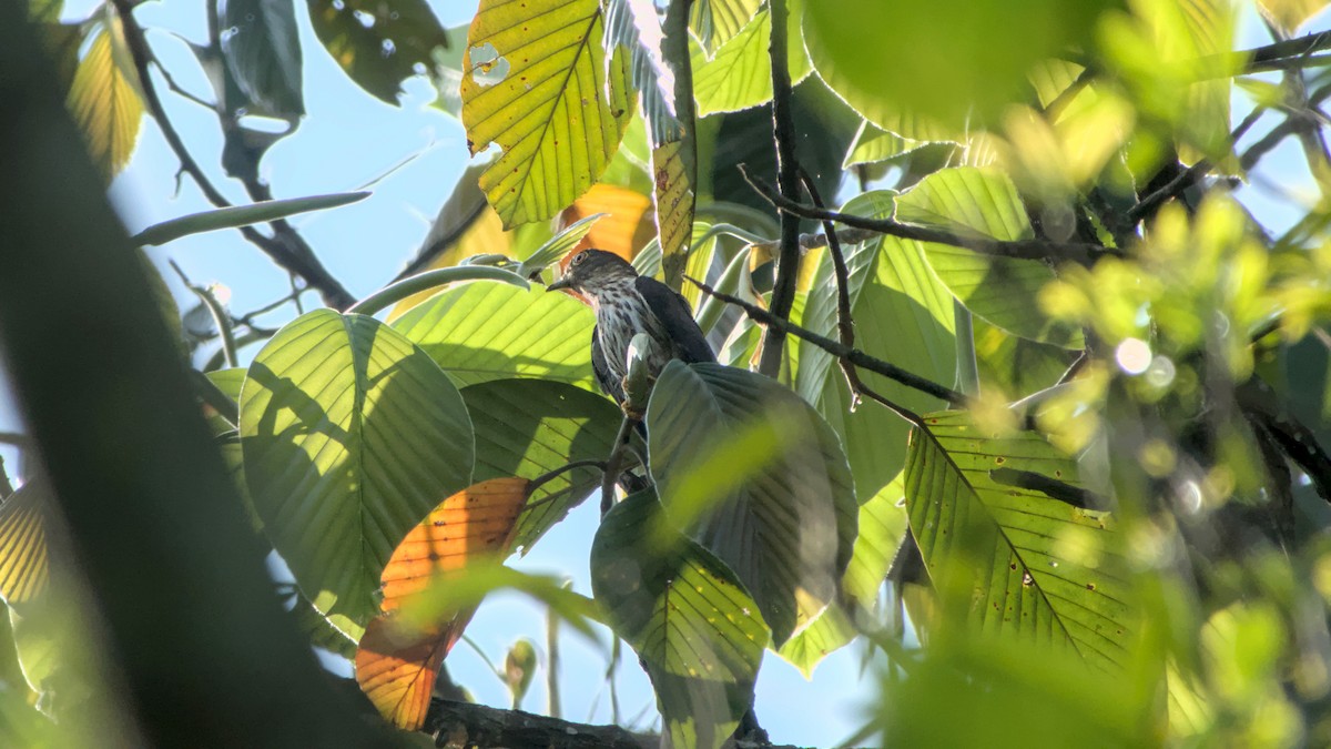 Hodgson's Hawk-Cuckoo - ML641500550