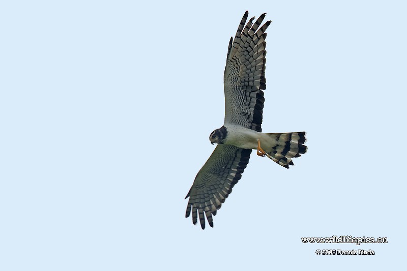 Long-winged Harrier - ML641500553