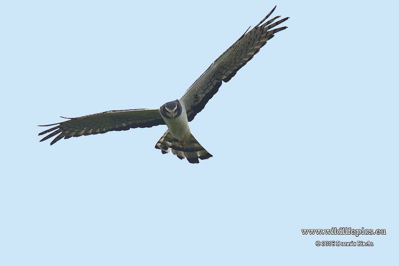 Long-winged Harrier - ML641500607