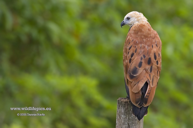 Black-collared Hawk - ML641500649