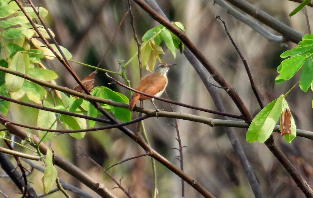 Lesser Hornero - ML641500657