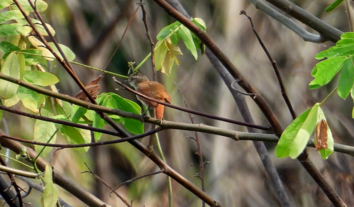 Lesser Hornero - ML641500658